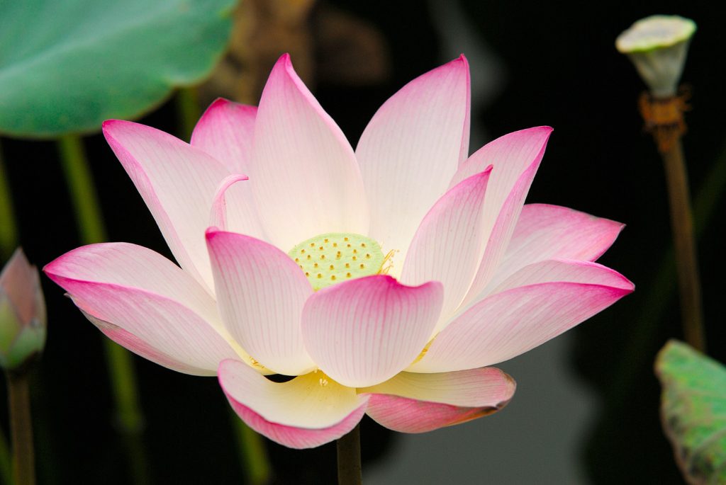 closeup shot of a lotus flower